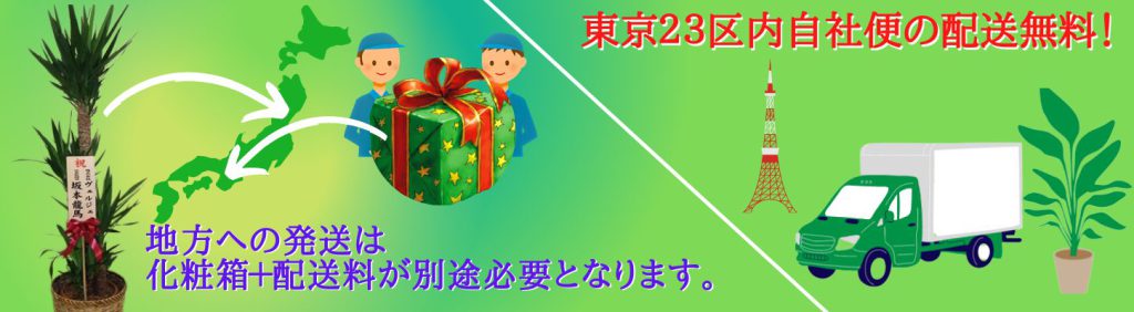 お祝い用観葉植物の販売