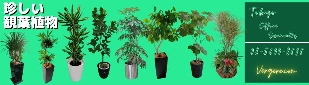 珍しい観葉植物