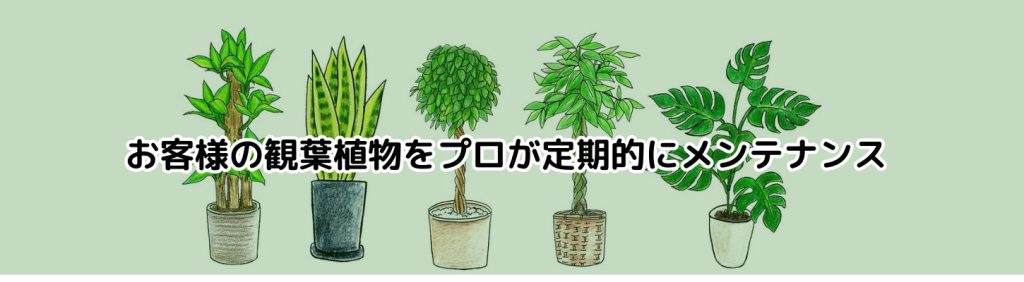 観葉植物メンテナンス