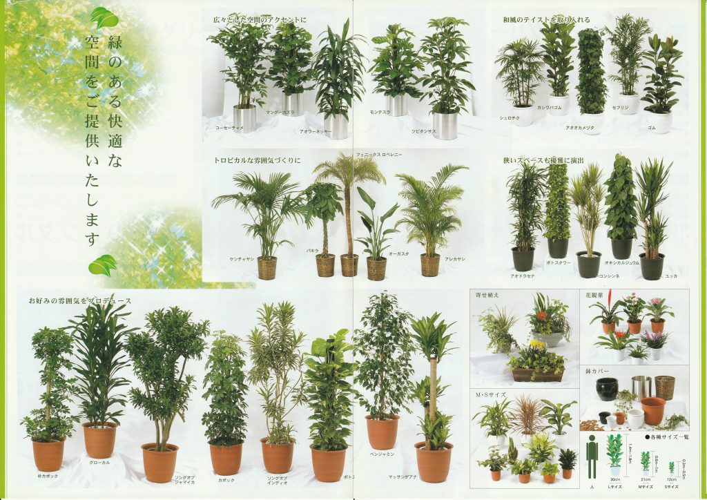 観葉植物カタログ