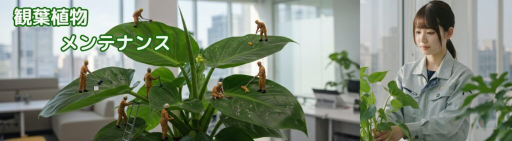 観葉植物メンテナンス