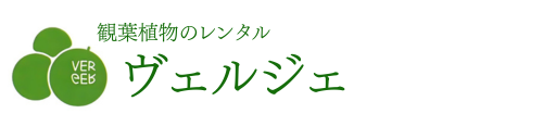 観葉植物レンタルとグリーンレンタルのヴェルジェ